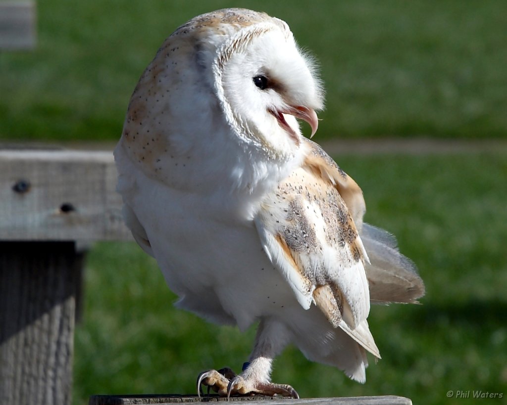 Hawk_Conservancy 055 cropped.jpg